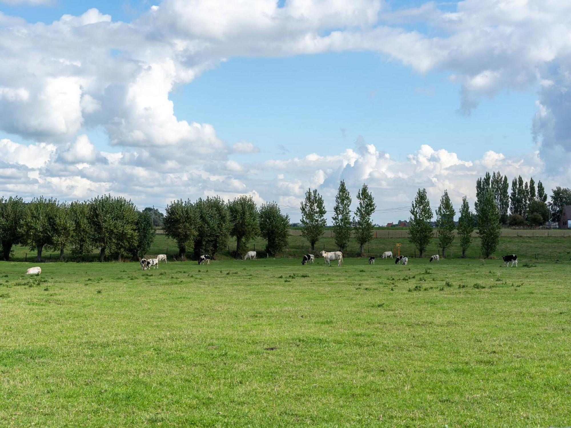 Spacious Holiday Home With Pond In Poperinge Roesbrugge-Haringe 외부 사진